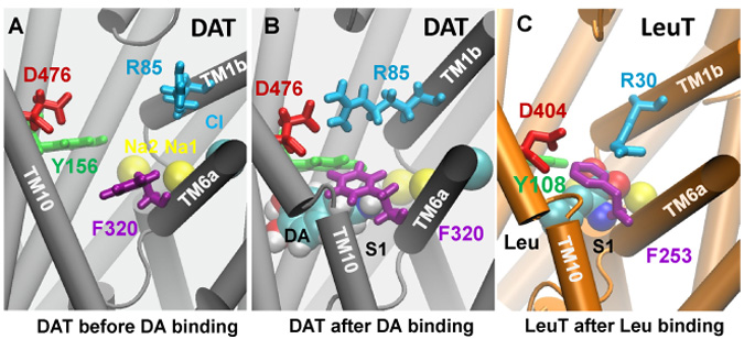 human dopamine transporter