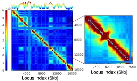 From Hi-C maps to Chromosome Dynamics and Cross-Correlations between Gene Loci
